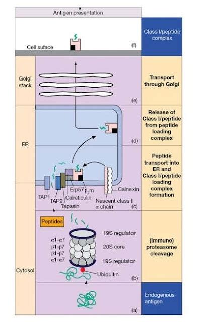 Image result for Extracellular and Intracellular Antigen Processing