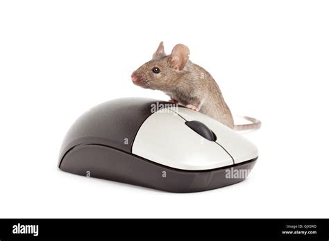 Image result for Mice Running On Computer Screen