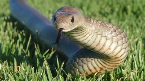 Toradh íomhá ar All Python Theme