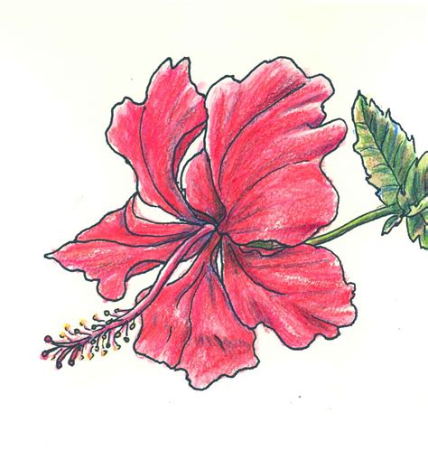 Image result for Flower Drawing Tutorial