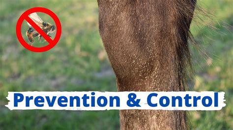 Extreme Bot Fly Removal 2016 に対する画像結果