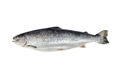 Different Salmon Types に対する画像結果