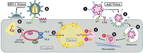 Image result for Cell Control Array Virus