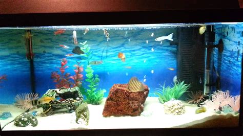 Image result for Fish Tank Setup