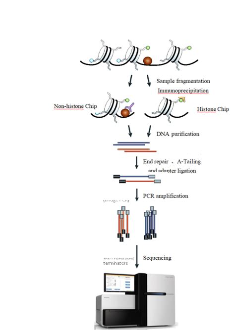 Toradh íomhá ar ChIP-seq Enhancer