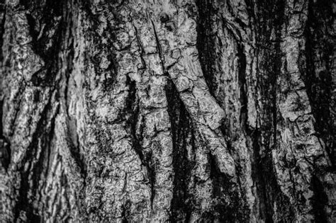 Image result for Tree Bark Pattern Black and White