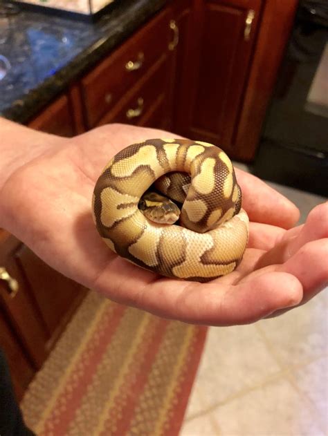 Image result for Ball Python Weis Cute
