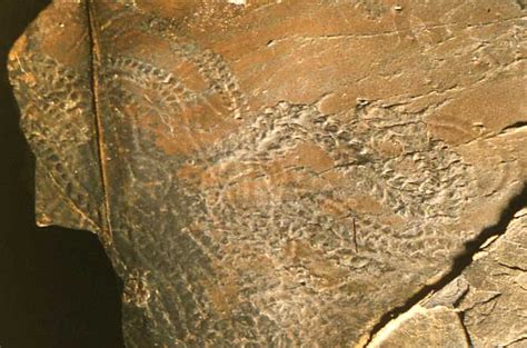 Image result for Trace Fossil Facts