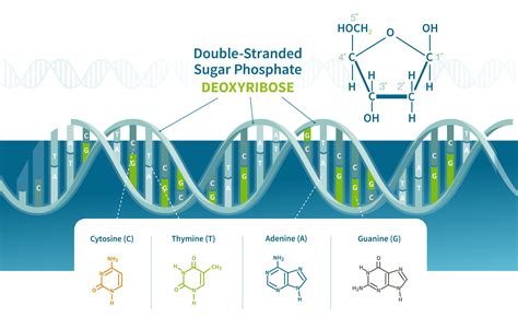 Bildergebnis für Dna Microarray
