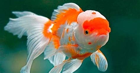 Contoh Descriptive Text About Fish に対する画像結果