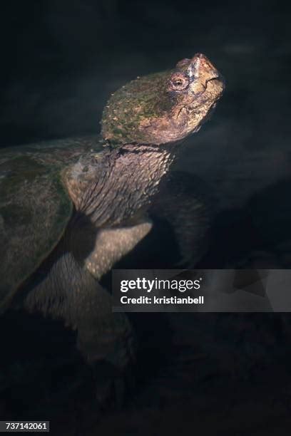 Florida Common Snapping Turtle-साठीचा प्रतिमा निकाल