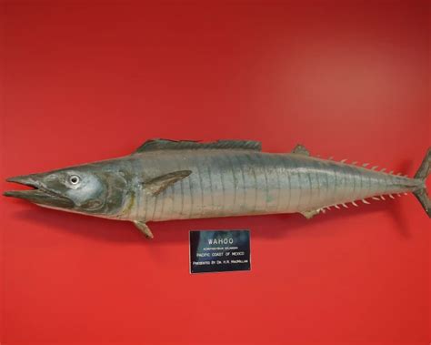 Image result for Wahoo Fish Anatomy Diagram