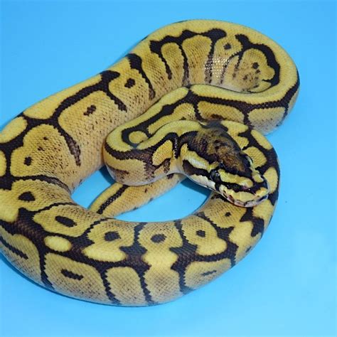 Image result for Fire Mojave Ball Python