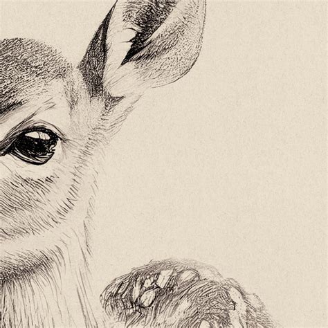 Image result for Baby Fawn Drawing