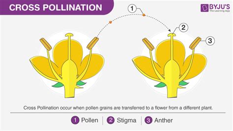 Image result for Class 7 Pollination Diagram NCERT