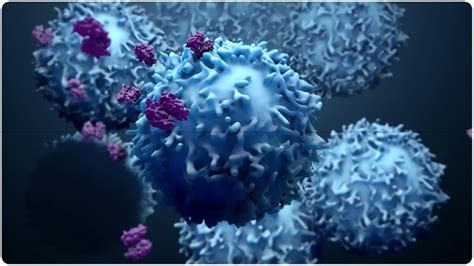 Cell Cycle Staining Flow Cytometry - Creative Biolabs