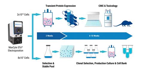 Image result for Protein Maturation Process