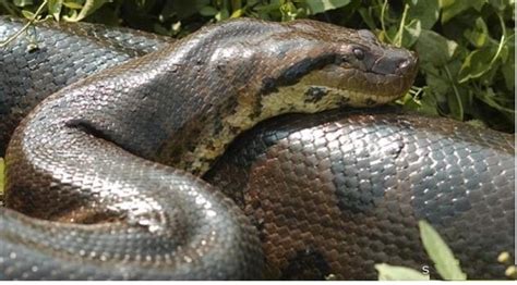 Anacondas 2022 に対する画像結果