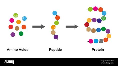 Afbeeldingsresultaten voor Protein Synthesis Process Diagram