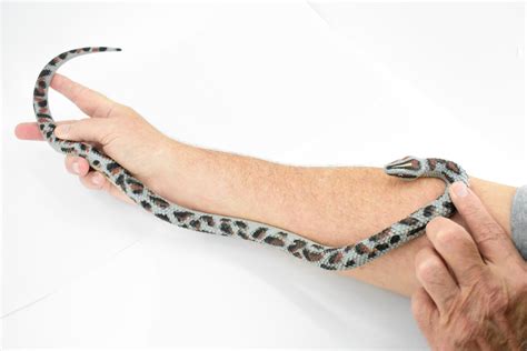 Toradh íomhá ar Painted Rock Python