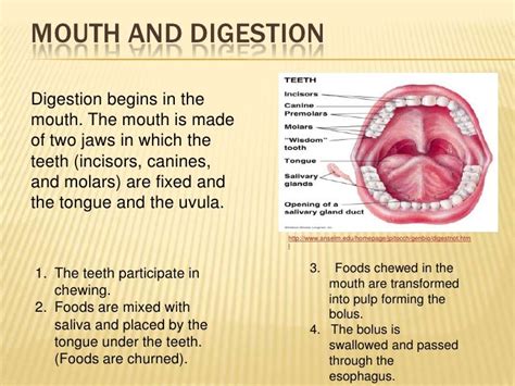 Image result for Watching Food in Mouth Digestive System