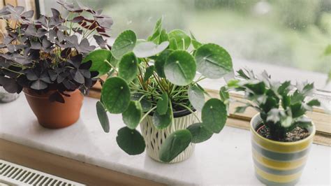 Image result for Add Water and Watch It Grow