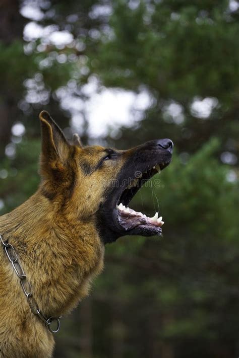 Image result for Angry German Shepherd