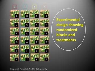 Afbeeldingsresultaten voor Randomized Block Design Examples On the Ground
