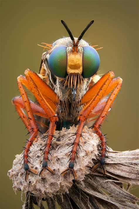 Image result for Focus Staking Example