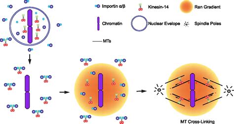 Kinesin Function に対する画像結果