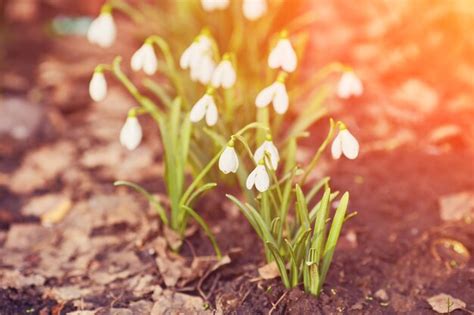 Résultat d’images pour Snowdrop Spring Flowers