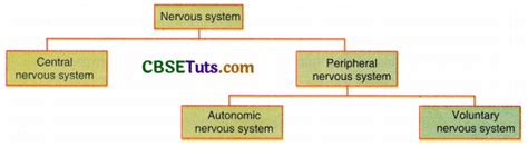 Image result for Nervous System Structure and Function