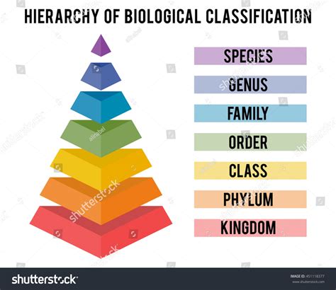 Image result for Hierarchical Classification System