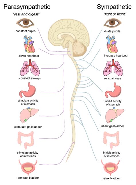 Image result for Autonomic Nervous System Examples