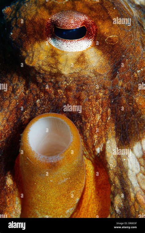 Image result for Octopus Siphon