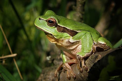 Red-Eyed Tree Frog Features に対する画像結果