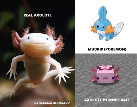 Afbeeldingsresultaten voor Rarest Axolotl Minecraft