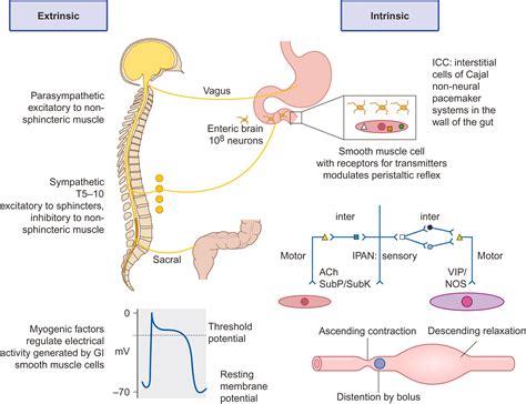Image result for Dysfunctional Gastrointestinal Motility