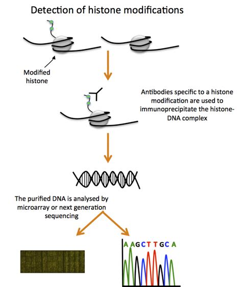 Image result for Algorithm of Histone Modification Assay