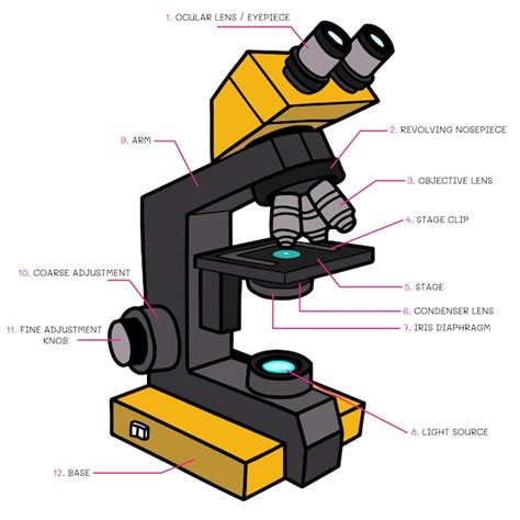 Compound Light Microscope Labeled に対する画像結果
