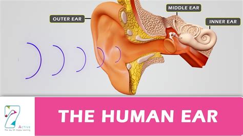 Toradh íomhá ar Life Sciences Grade 12 the Human Ear