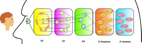 Image result for Visual Cortex Bra in Transparent