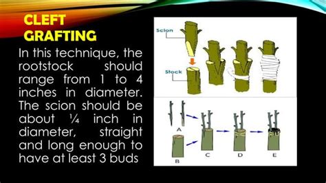 Résultat d’images pour Components of Grafting