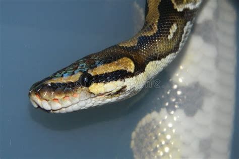 Toradh íomhá ar Python Birds Eye View Head