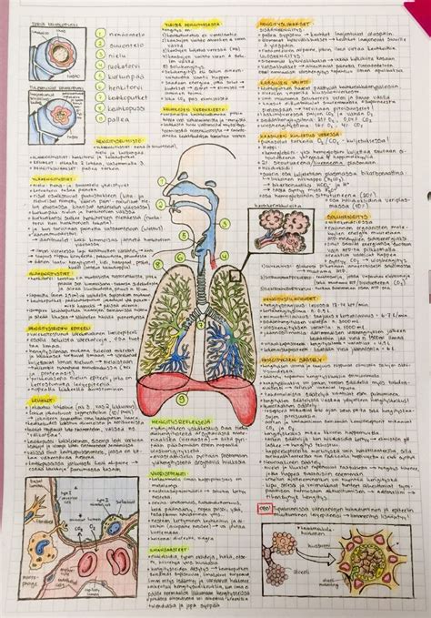 Afbeeldingsresultaten voor Respiratory System Notes PDF