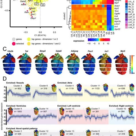 Fetal Heart Spatial Transcriptomics に対する画像結果