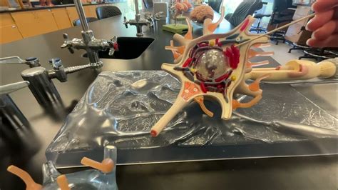 Image result for Neuron Cell Model