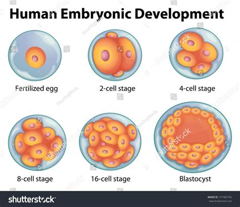 First Stage of Biological Development に対する画像結果