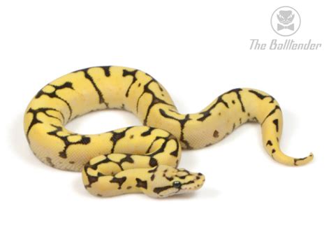 Image result for Bumble Bee Python Fire