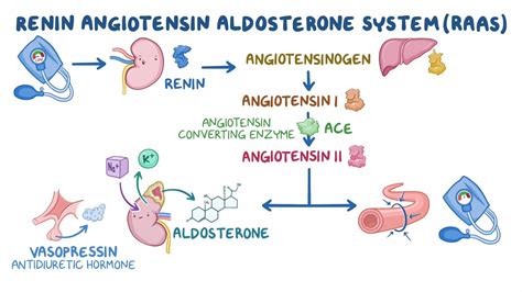 Image result for Aldosterone Dehydration